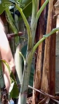 Diablos- Pero este video tienen que verlo no lo creeras