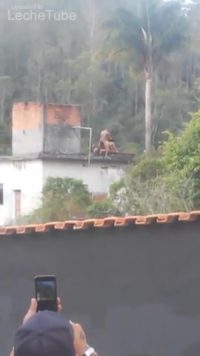Mi sobrina en el tejado de la casa singando con el vecino